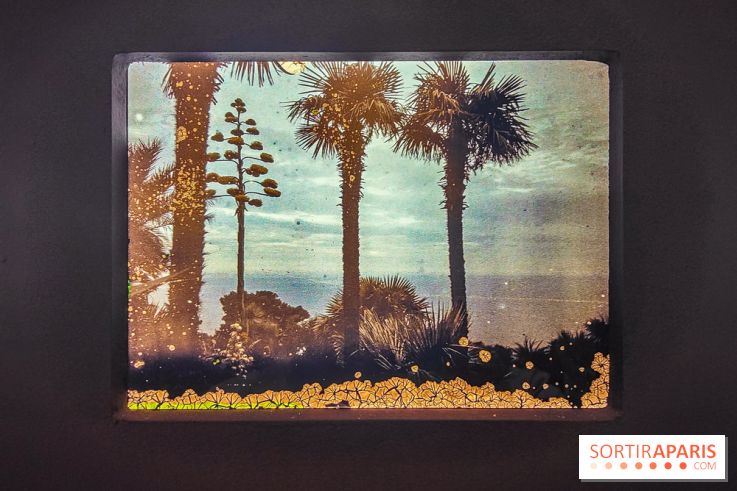 Natures vivantes : l'exposition photo qui met à l'honneur les jardins du musée Albert Kahn - photos