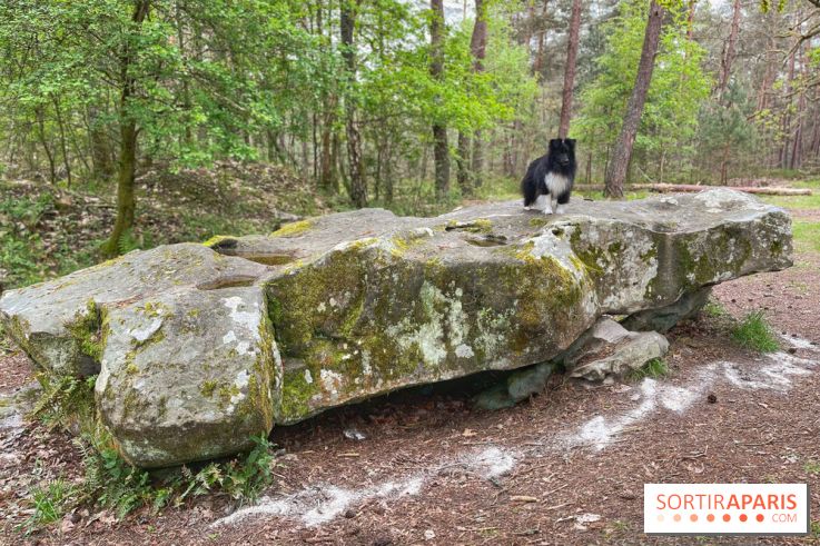 Dolmen de la Pierre Ardoue - IMG 0985