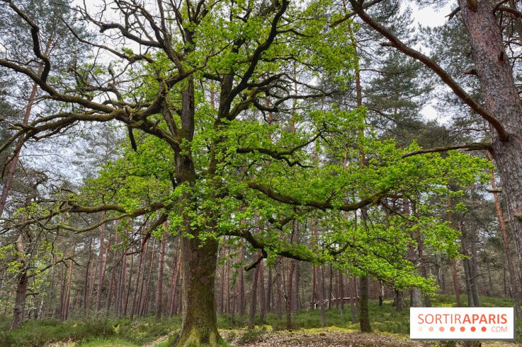 Dolmen de la Pierre Ardoue - IMG 0989