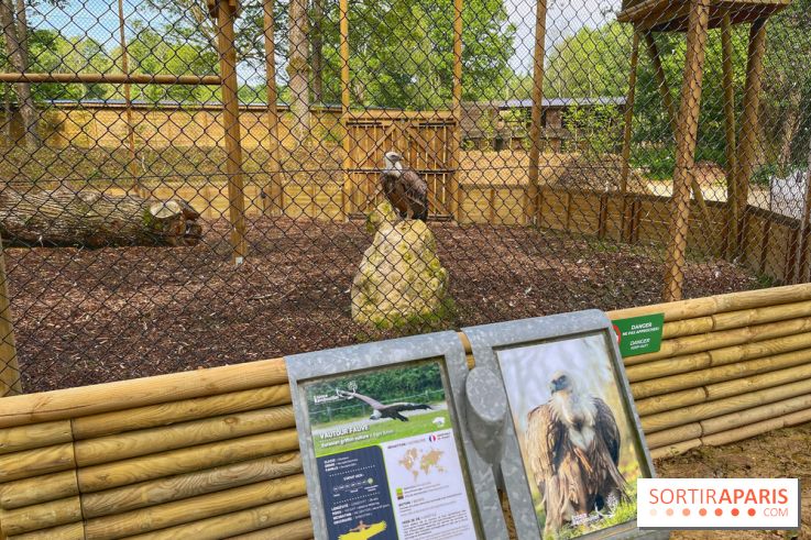 Fauconnier d'un jour - IMG 1379