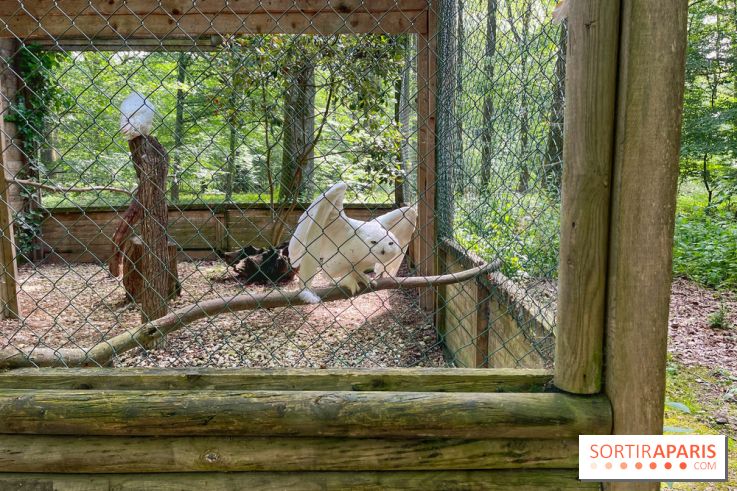 Fauconnier d'un jour - IMG 1404