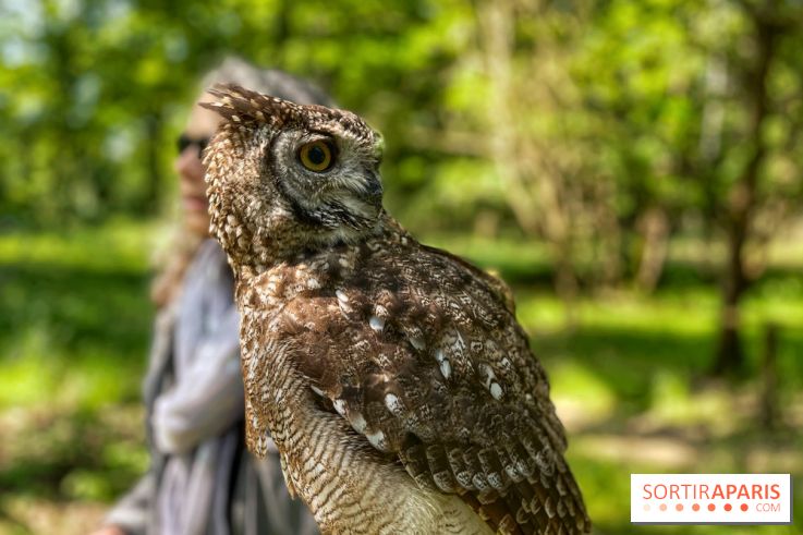 Fauconnier d'un jour - IMG 1419