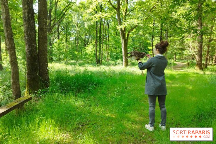 Fauconnier d'un jour - IMG 1428