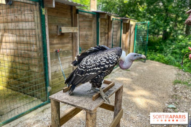 Fauconnier d'un jour - IMG 1449