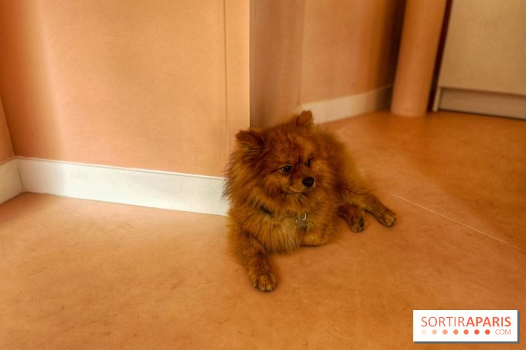 Casa del Doggo - IMG 1597