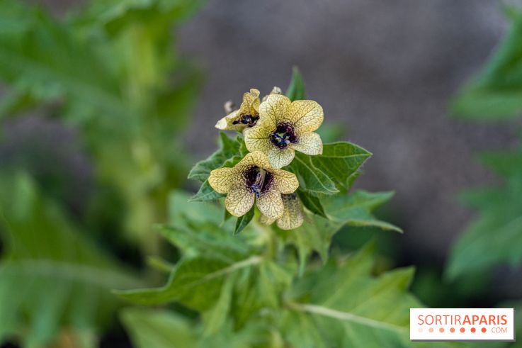 Maison Jean Cocteau à Milly-la-Forêt en Essonne - photos -  simples
