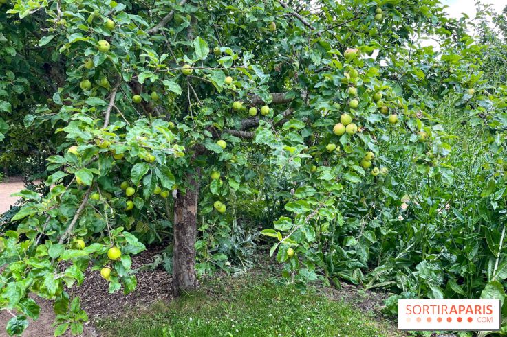Potager-Fruitier de la Roche Guyon - nos photos - image00032