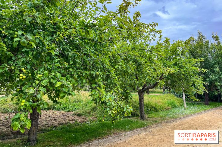Potager-Fruitier de la Roche Guyon - nos photos - image00033