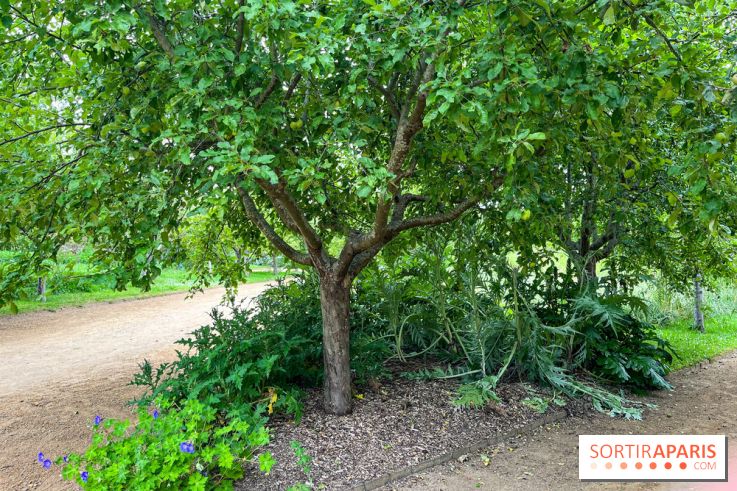 Potager-Fruitier de la Roche Guyon - nos photos - image00030