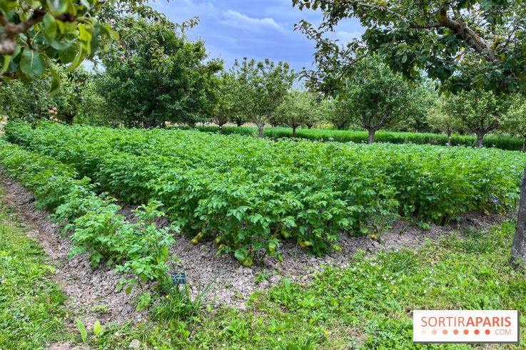 Potager-Fruitier de la Roche Guyon - nos photos - image00029