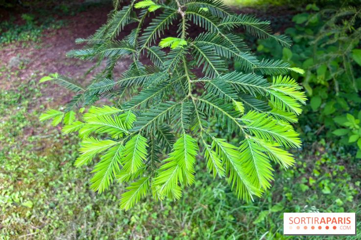 Arboretum de la Roche-Guyon - nos photos - image00004
