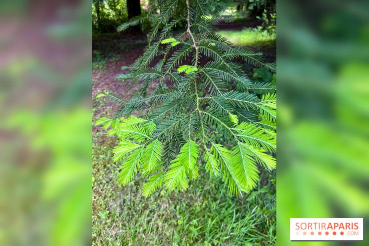 Arboretum de la Roche-Guyon - nos photos - image00006