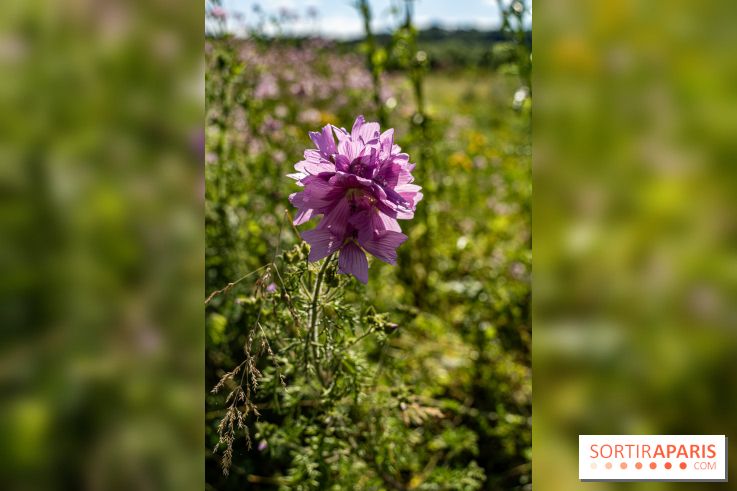 Le Parc du peuple de l'herbe dans les Yvelines - Étang de Galiotte - Carrières-sous-Poissy -  A7C7479