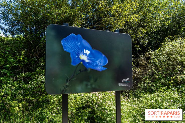 Le Parc du peuple de l'herbe dans les Yvelines - Étang de Galiotte - Carrières-sous-Poissy -  A7C7494
