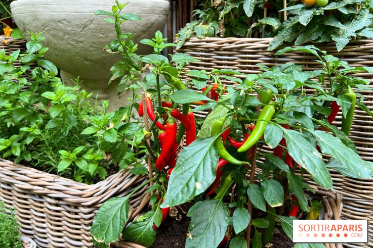 Le Potager, Roch Hotel & Spa - Potager