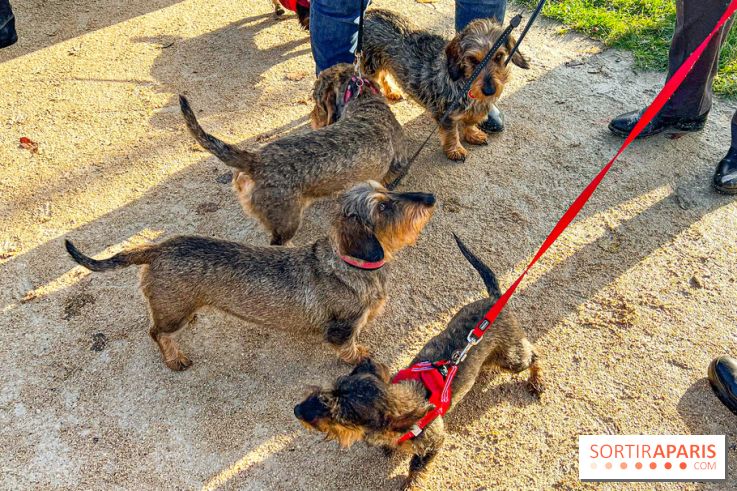 Paris Sausage Walk 2024 : la marche des teckels de retour dans la capitale - image00013