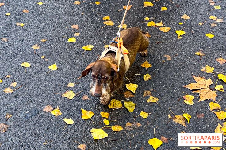 Paris Sausage Walk 2024 : la marche des teckels de retour dans la capitale - image00016