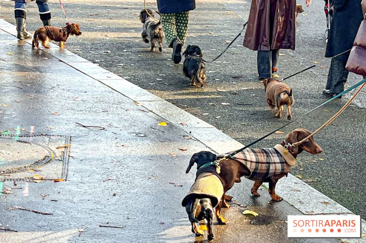 Paris Sausage Walk 2024 : la marche des teckels de retour dans la capitale