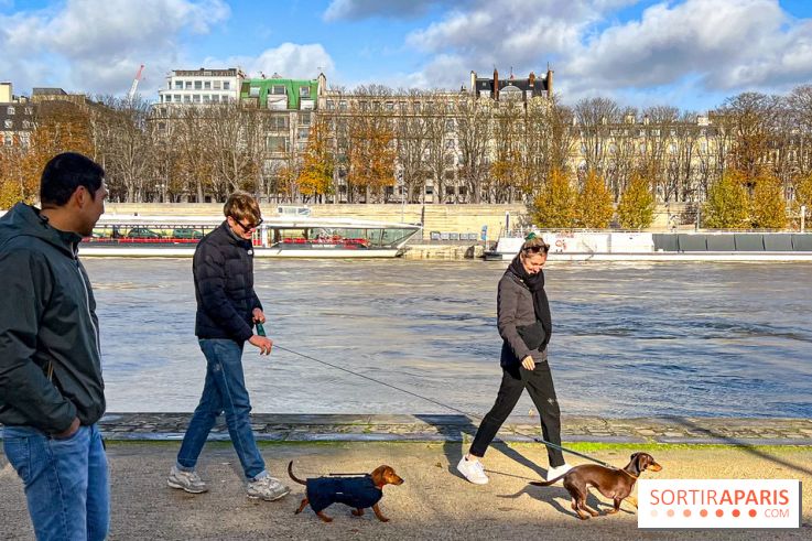 Paris Sausage Walk 2024 : la marche des teckels de retour dans la capitale - image00021