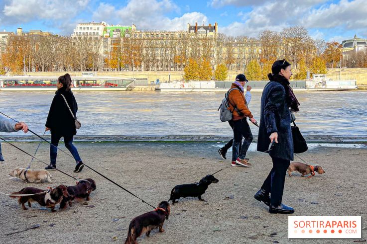 Paris Sausage Walk 2024 : la marche des teckels de retour dans la capitale - image00023