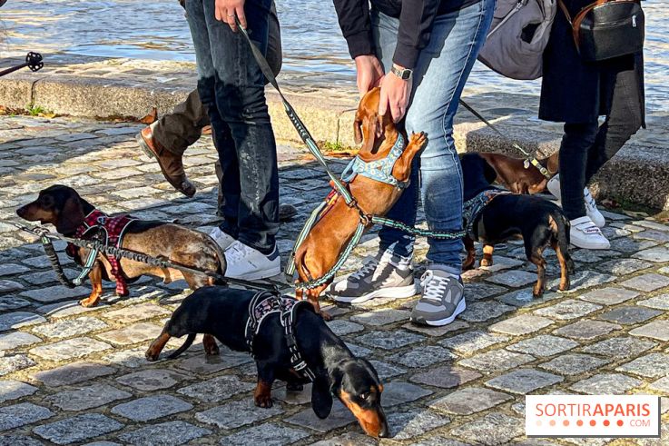 Paris Sausage Walk 2024 : la marche des teckels de retour dans la capitale