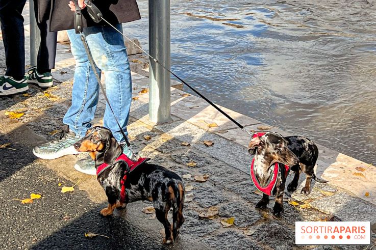 Paris Sausage Walk 2024 : la marche des teckels de retour dans la capitale - image00035