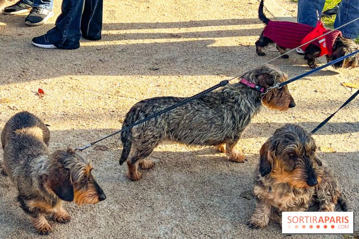 Paris Sausage Walk 2024 : la marche des teckels de retour dans la capitale