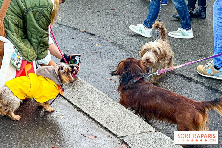 Paris Sausage Walk 2024 : la marche des teckels de retour dans la capitale - image00002