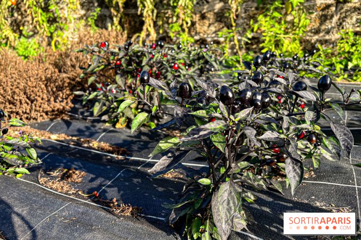 Les Saveurs du Potager du Roi à Versailles : marché de fruits & légumes, expositions et animations - image00017