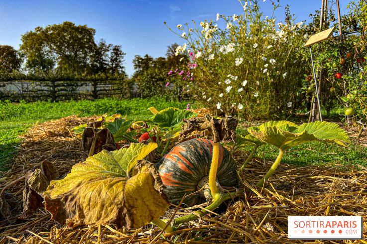 Les Saveurs du Potager du Roi à Versailles : marché de fruits & légumes, expositions et animations