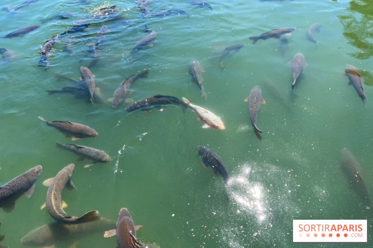 Etang aux carpes et barques - nos photos