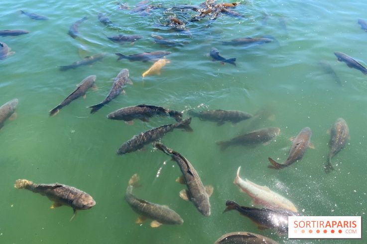 Etang aux carpes et barques - nos photos - image00031