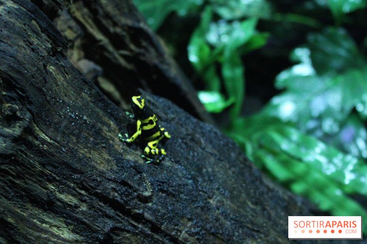 L'Arche des petites bêtes au Zoo de Thoiry
