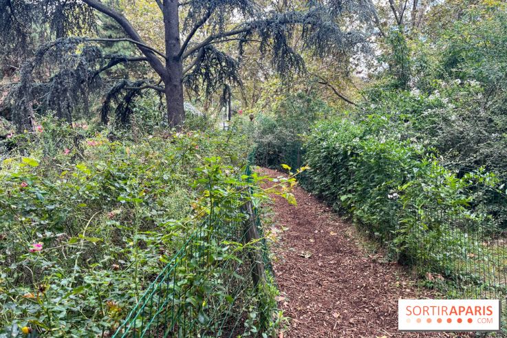 Square Sainte-Odile - nos photos - image00016