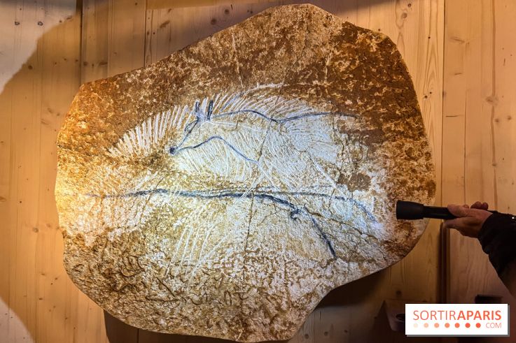 La Grotte Chauvet à la Cité des Sciences, nos photos  - image00005