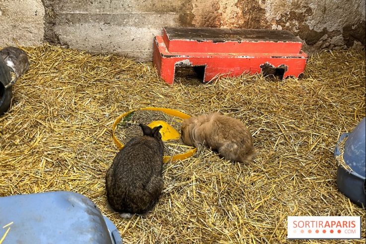 La Fête de la Citrouille - nos photos - image00015