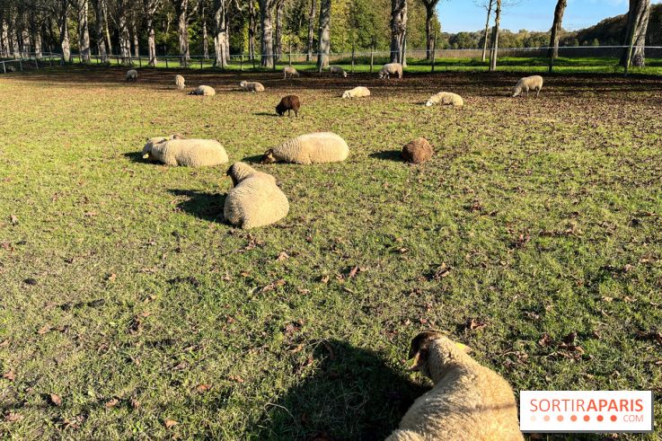 La Fête de la Citrouille - nos photos - image00012