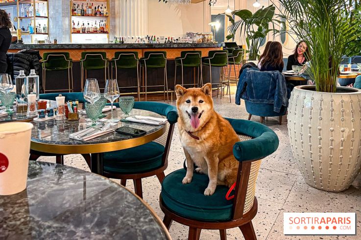 Le Doggy Brunch : le brunch gourmand entre chiens et maîtres à l'hôtel Kimpton Saint Honoré Paris
