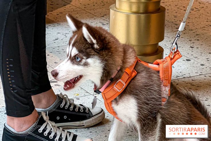 Le Doggy Brunch : le brunch gourmand entre chiens et maîtres à l'hôtel Kimpton Saint Honoré Paris - image00047