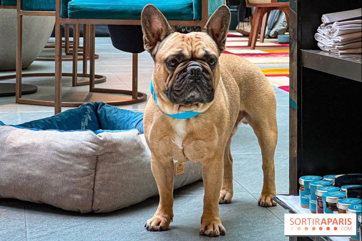 Le Doggy Brunch : le brunch gourmand entre chiens et maîtres à l'hôtel Kimpton Saint Honoré Paris