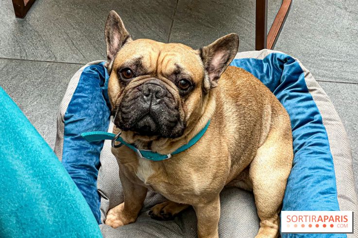 Le Doggy Brunch : le brunch gourmand entre chiens et maîtres à l'hôtel Kimpton Saint Honoré Paris - image00050