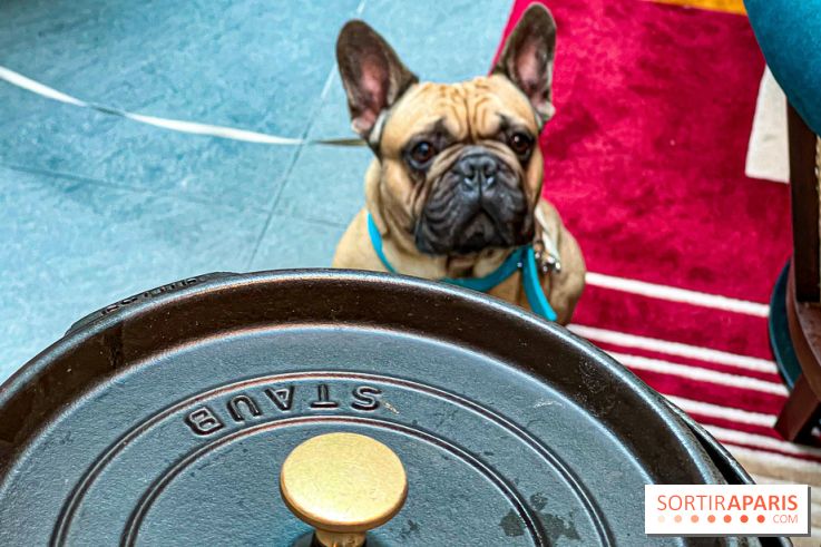 Le Doggy Brunch : le brunch gourmand entre chiens et maîtres à l'hôtel Kimpton Saint Honoré Paris - image00052