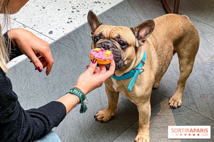 Le Doggy Brunch : le brunch gourmand entre chiens et maîtres à l'hôtel Kimpton Saint Honoré Paris