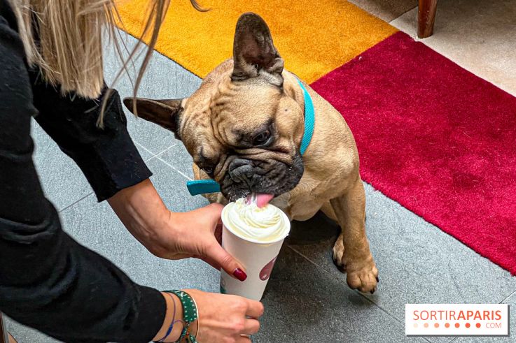 Le Doggy Brunch : le brunch gourmand entre chiens et maîtres à l'hôtel Kimpton Saint Honoré Paris - image00067