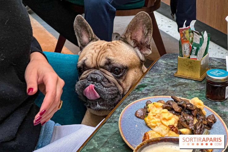 Le Doggy Brunch : le brunch gourmand entre chiens et maîtres à l'hôtel Kimpton Saint Honoré Paris