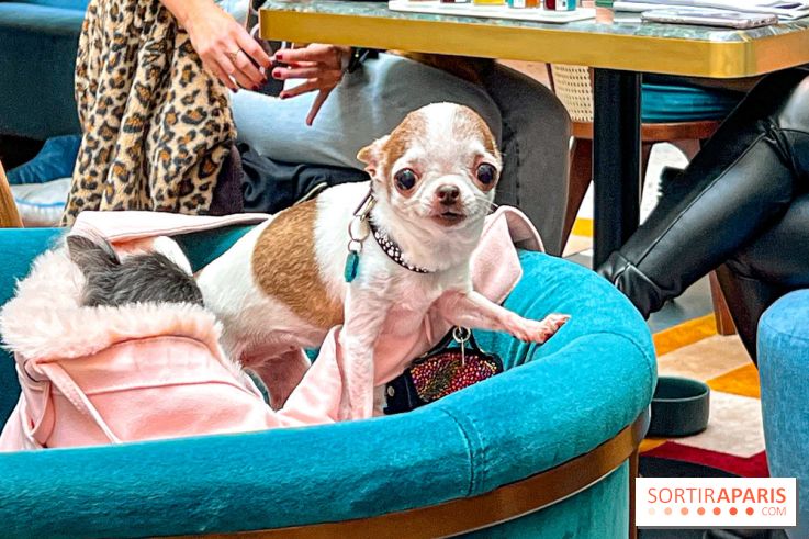 Le Doggy Brunch : le brunch gourmand entre chiens et maîtres à l'hôtel Kimpton Saint Honoré Paris