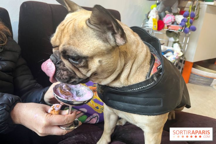 CAYU Canidés Club, la boutique d'accessoires dog friendly - nos photos