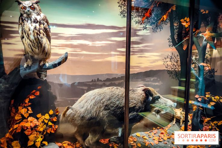 Musée de la chasse et de la nature - collections permanentes et visuels