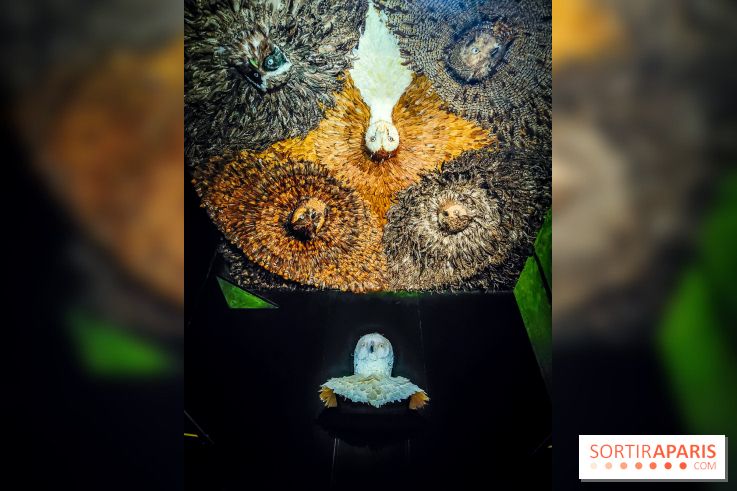 Musée de la chasse et de la nature - collections permanentes et visuels - IMG20241209151300