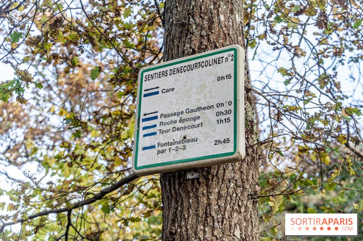 Randonnée à Fontainebleau : le sentier sur les pas de Denecourt jusqu’à la Tour Denecourt -  A7C7556